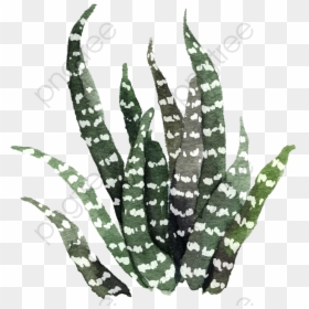 Succulents And Cactus Aesthetic, HD Png Download - succulent png