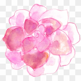 Pink Watercolor Succulents, HD Png Download - succulent png