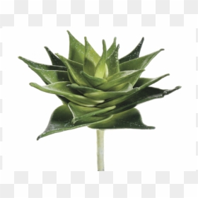 Aloe, HD Png Download - succulent png