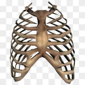 Rib Cage Transparent, HD Png Download - bone png