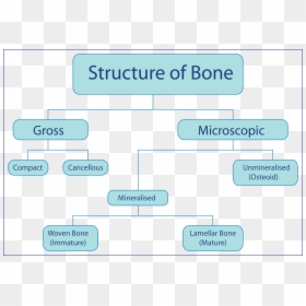Flow Chart Of Bones, HD Png Download - bone png