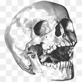 Skull And Bones Png, Transparent Png - bone png