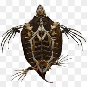 Leather Turtle Skeleton, HD Png Download - bone png