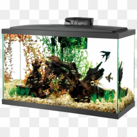 Aquarium With Log And Black Fish, HD Png Download - aquarium png