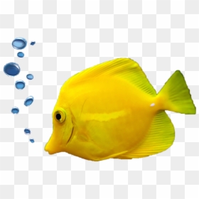 Tropical Fish Aquarium Ornamental Fish - Hd Aquarium Fish Images Png, Transparent Png - aquarium png