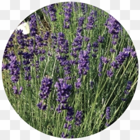 Transparent Lavender Plant Png - English Lavender, Png Download - lavender plant png
