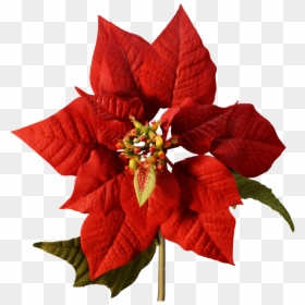 Poinsettia Flower Christmas Cutting Joulukukka - Transparent Background Poinsettia Png, Png Download - christmas flower png