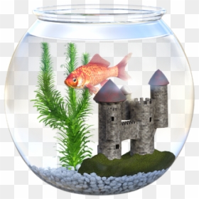 Fish, Bowl, Goldfish, Fishbowl, Aquarium, Food, Orange - Akwarium Ze Złotą Rybką, HD Png Download - aquarium png