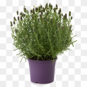 Lavender , Png Download - Lavender, Transparent Png - lavender plant png