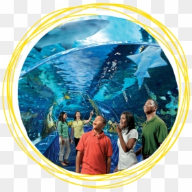 Ripley's Aquarium Of The Smokies, HD Png Download - aquarium png