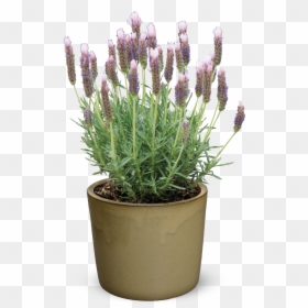 Lavandula Big Boy James, HD Png Download - lavender plant png