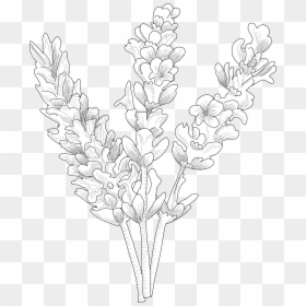 Line Art, HD Png Download - lavender plant png