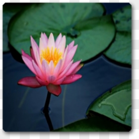 Lotus Flower, HD Png Download - lavender plant png
