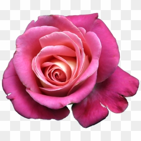 Bunga Mawar Png Vector, Clipart, Psd - Rosas Png, Transparent Png - bunga png