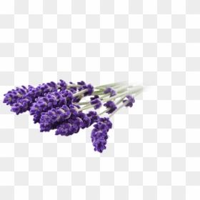 Lavandin - Lavender Png, Transparent Png - lavender plant png