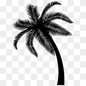 Coconut Date Palm Leaf Palm Trees - Transparent Background Date Tree Png, Png Download - white palm tree png