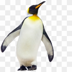 Emperor Penguin Antarctica Stock Photography Gentoo - Penguin Png, Transparent Png - emperor penguin png