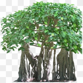 Banyan Tree Root Png, Transparent Png - fig leaf png