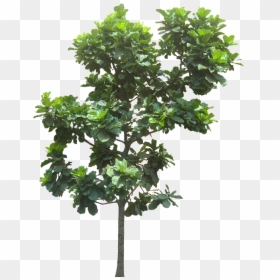 Transparent Fig Leaf Png - Fig Tree Cut Out, Png Download - fig leaf png