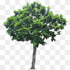 Fiddle-leaf Fig Weeping Fig - Transparent Background Apple Tree Png, Png Download - fig leaf png