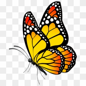 Borboleta Tons De Laranja E Preto - Clipart Butterfly Png, Transparent Png - borboleta png