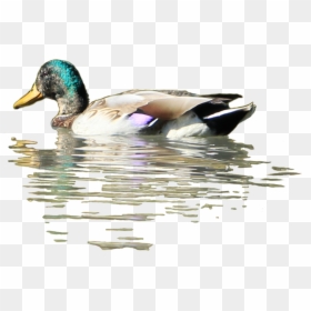 Clip Art Pictures Of Ducks In Water - Duck In Water Png, Transparent Png - water reflection png
