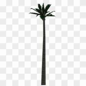 Wax Palm Tree - Attalea Speciosa, HD Png Download - white palm tree png