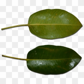 Atherton Rock Fig Leaf - Ficus Rubiginosa Leaf And Ficus Macrophylla, HD Png Download - fig leaf png