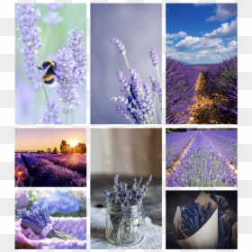 English Lavender, HD Png Download - lavender plant png