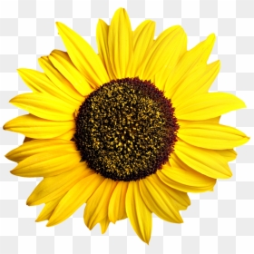 Gambar Bunga Matahari Png - Sunflower Transparent, Png Download - bunga png