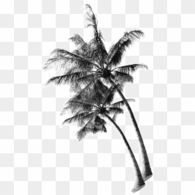 Transparent Background Coconut Tree Png, Png Download - white palm tree png