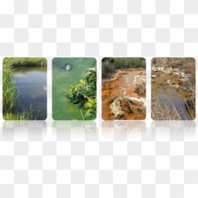 Grass, HD Png Download - water reflection png