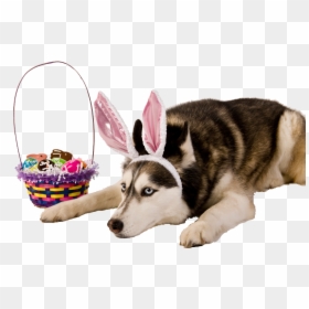 Transparent Dog With Bunny Ears, HD Png Download - easter bunny ears png