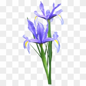 Iris Dutch Flowers - Blue Iris Flower Png, Transparent Png - bunga png