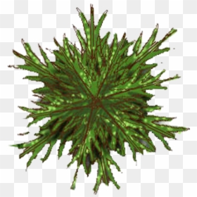 Trees Photoshop - Top View Photoshop Tree Plan Png, Transparent Png - vhv