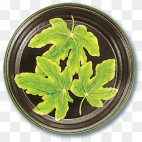 Tol-48 Fig Leaf - Houseplant, HD Png Download - fig leaf png