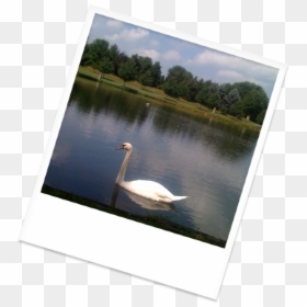 Swan Swimming In Our Beautiful Lake - Trumpeter Swan, HD Png Download - water reflection png