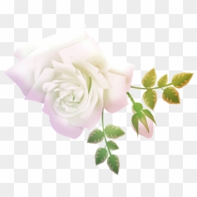 Watercolor Rose, Roses, Pink, Stem, Buds, Nature - Garden Roses, HD Png Download - watercolor roses png