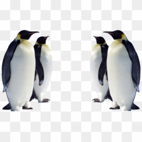 Penguin Is Bird Or Animal, HD Png Download - emperor penguin png
