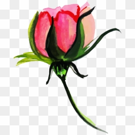 Hybrid Tea Rose, HD Png Download - watercolor roses png