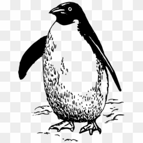Flightless Bird,wildlife,line Art - Penguin Black And White Clipart, HD Png Download - emperor penguin png