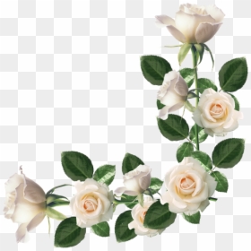 Transparent Ramo De Rosas Png - Bordas Rosas Brancas Png, Png Download - ramo de rosas png