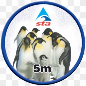 Swimming Teachers Association, HD Png Download - emperor penguin png