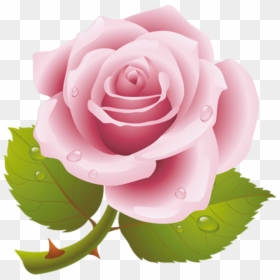 Rosas Rosa Png With Transparent Background , Png Download - Red Rose Hd Image Download, Png Download - ramo de rosas png
