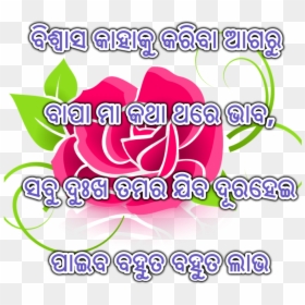 Transparent Rose Png Hd - Love Shayari Photo Odia, Png Download - ramo de rosas png