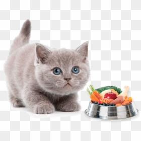 Cute Cats Transparent Background Png, Png Download - gatos png
