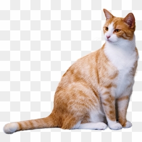 Gato, Aislado, Punto De Vista, Interesante - Transparent Background Cat Png, Png Download - gatos png