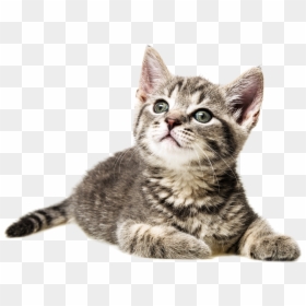 Cat , Png Download - Открытки Хорошего Дня С Котиками, Transparent Png - gatos png