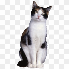 Cat With Transparent Background, HD Png Download - gatos png