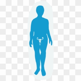 Reproductive System - Illustration, HD Png Download - person standing png back
